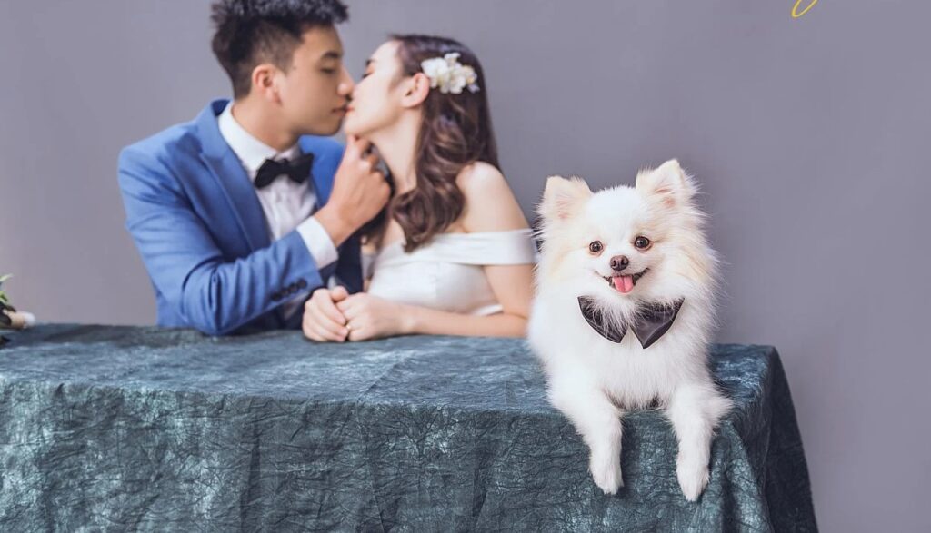 Concept Chụp Ảnh Cưới Cùng Thú Cưng